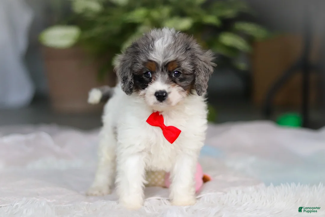 Cavapoo dogs for sale: Jordan - Ad 3