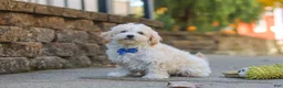 Maltipoo dogs for sale: Koda - Ad 9