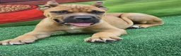 Cane Corso dogs for sale: BONNIE - Ad 10