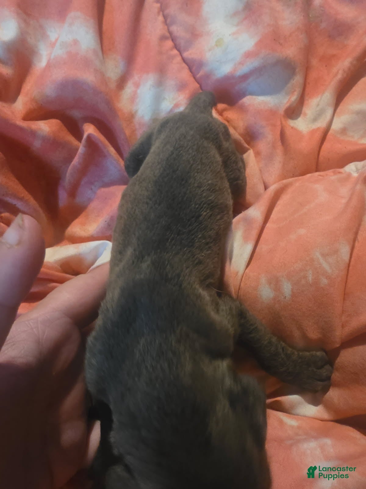 Cane Corso dogs Gray Brindle Female 1 - Ad 2