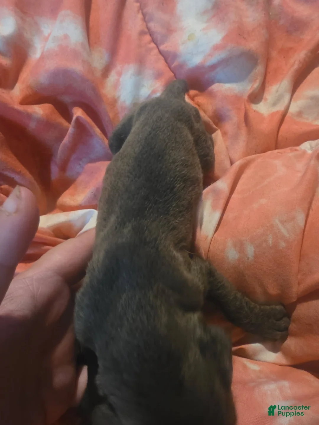 Cane Corso dogs for sale: Gray Brindle Female 1 - Ad 2