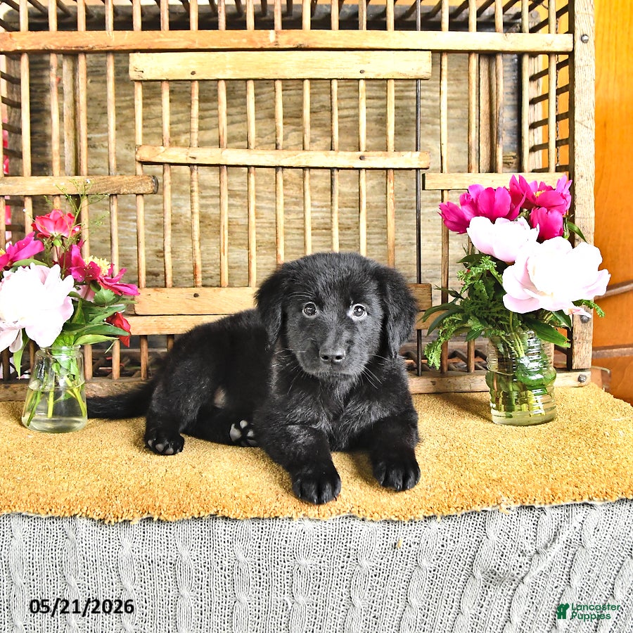 Golden Shepherd dogs Raisin - Ad 2