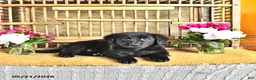 Golden Shepherd dogs for sale: Raisin - Ad 7