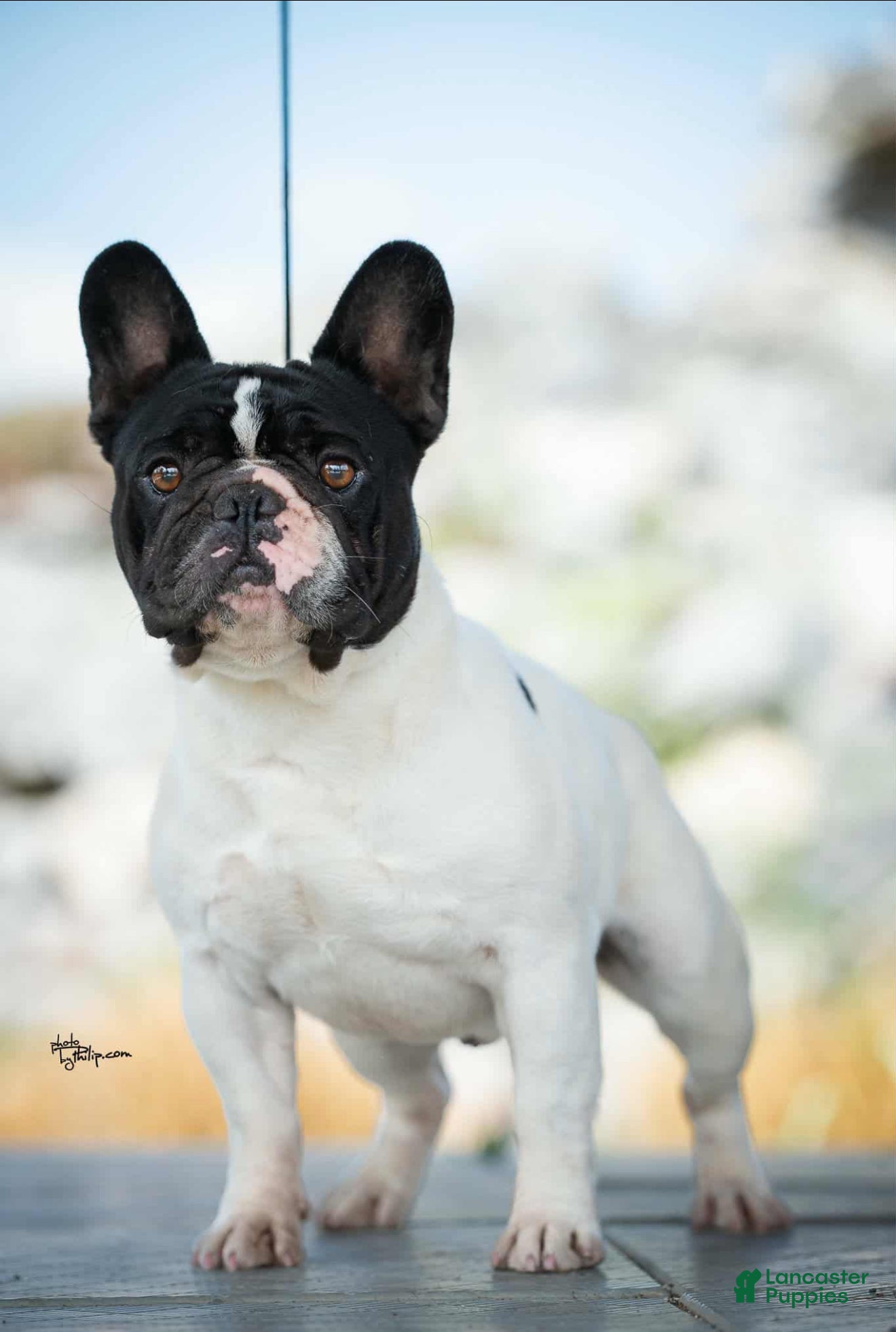 French Bulldog dogs Kasper - Ad 5