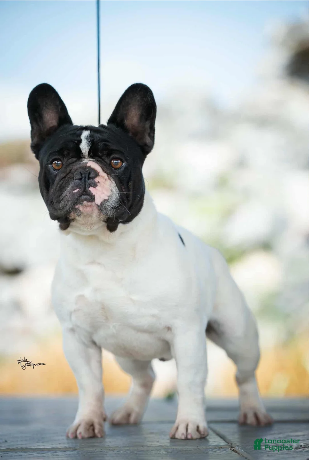 French Bulldog dogs for stud: Kasper - Ad 1