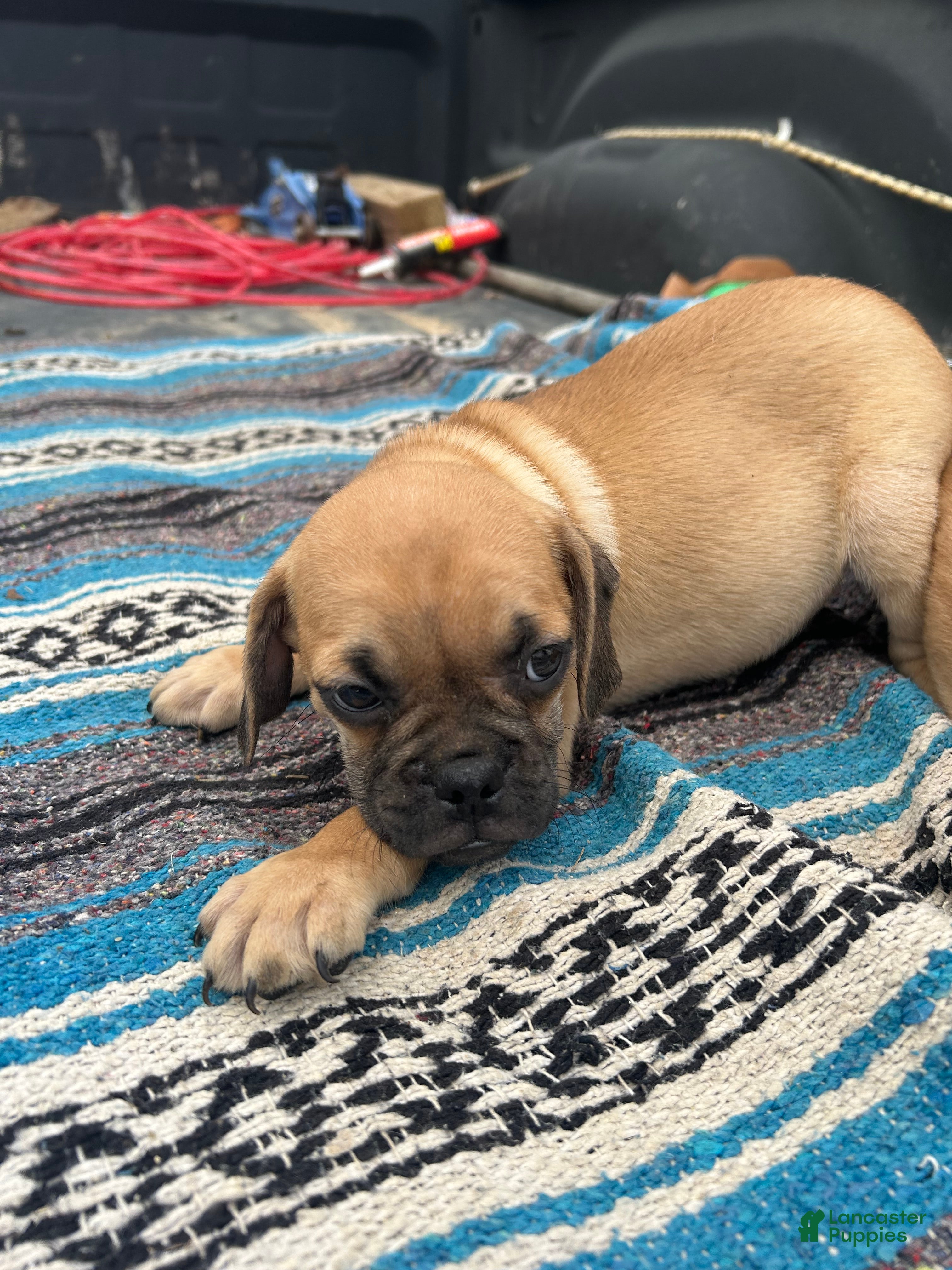 Puggle dogs Turbo  - Ad 2