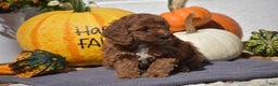 Toy Poodle dogs for sale: Taylor - Ad 8