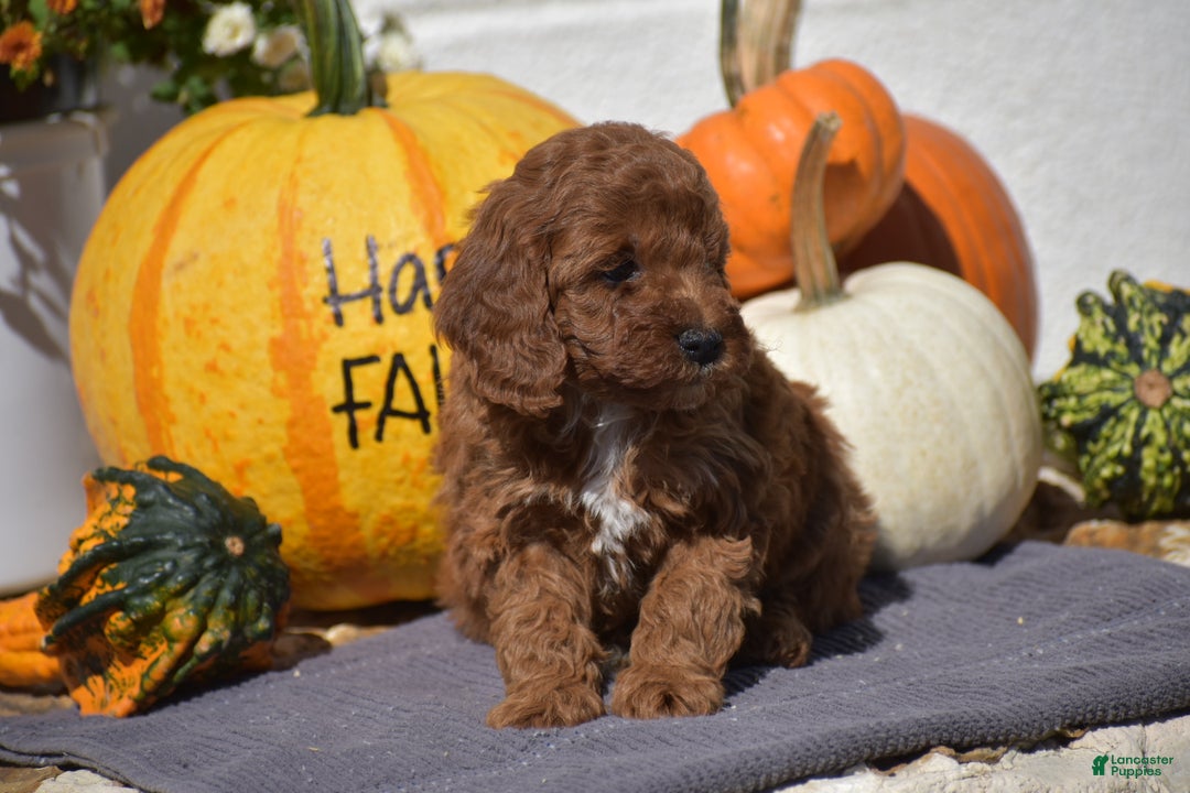 Toy Poodle dogs for sale: Taylor - Ad 8