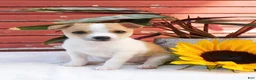 Mixed Breed dogs for sale: Jaxon - Ad 2