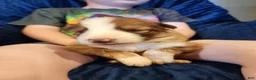 German Shepherd dogs for sale: German Shepherd 2 - Ad 6