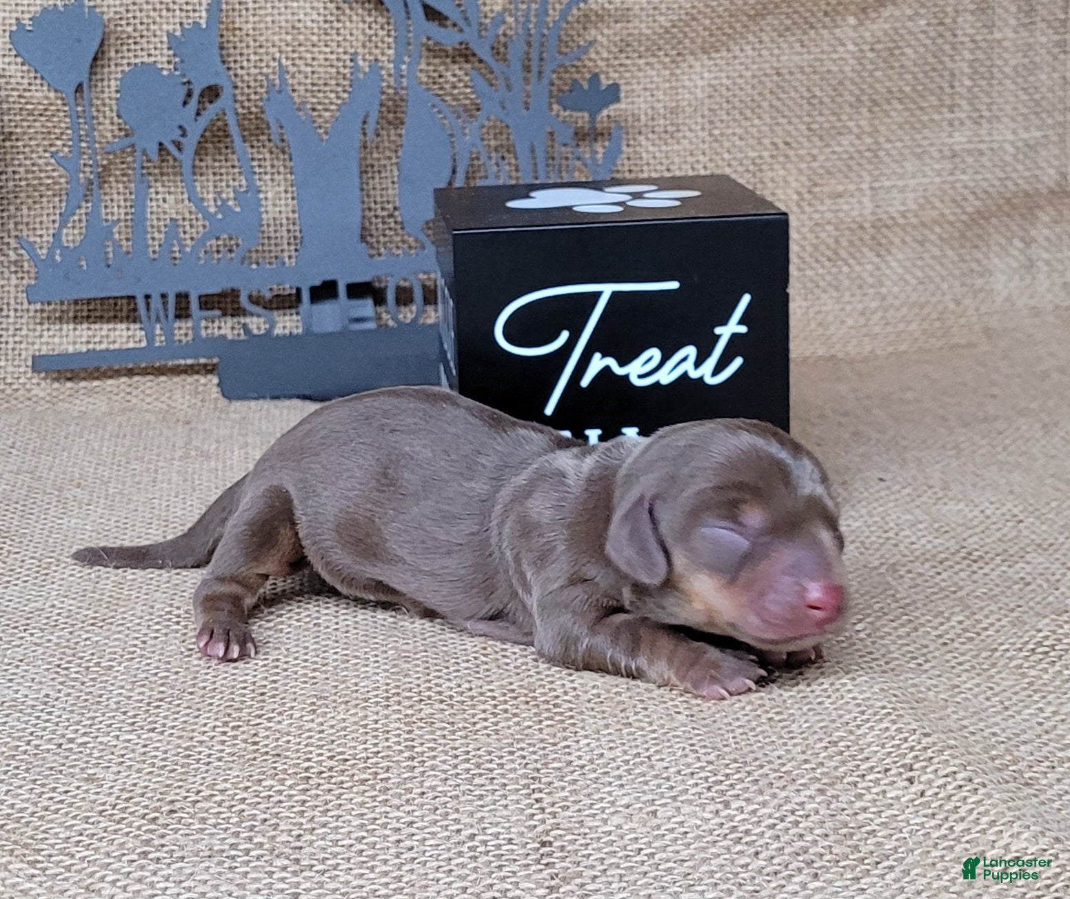 Miniature Dachshund dogs Cora AKC delivery available  - Ad 1
