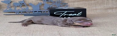 Cora AKC delivery available 