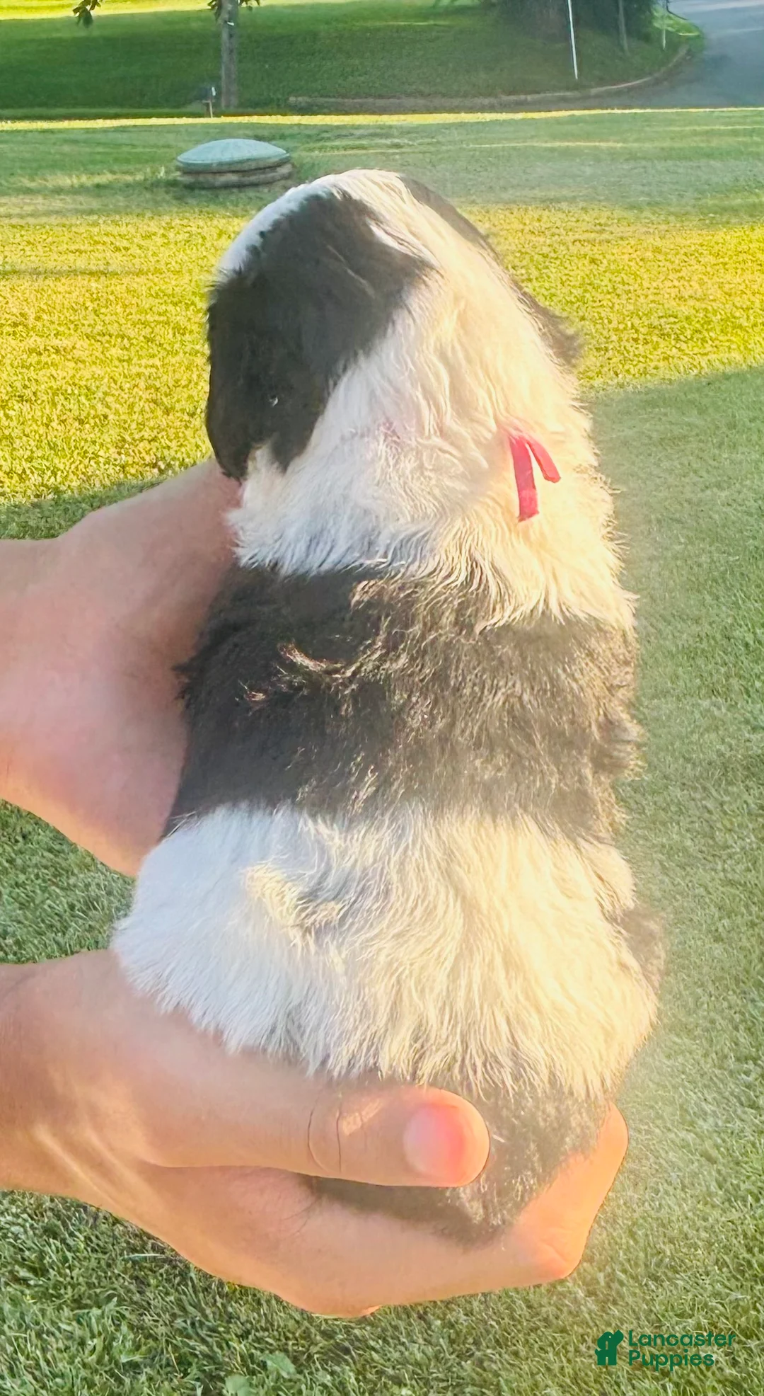 Sheepadoodle dogs for sale: Minnie  - Ad 2