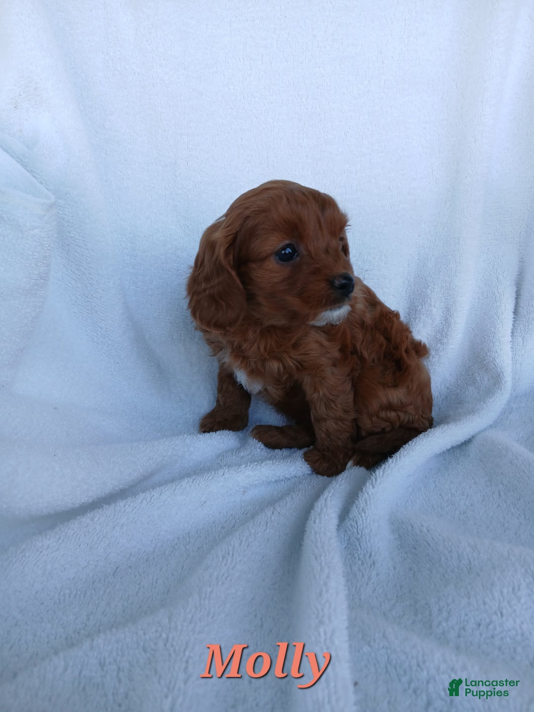 Cavapoo dogs for sale: Molly - Ad 2