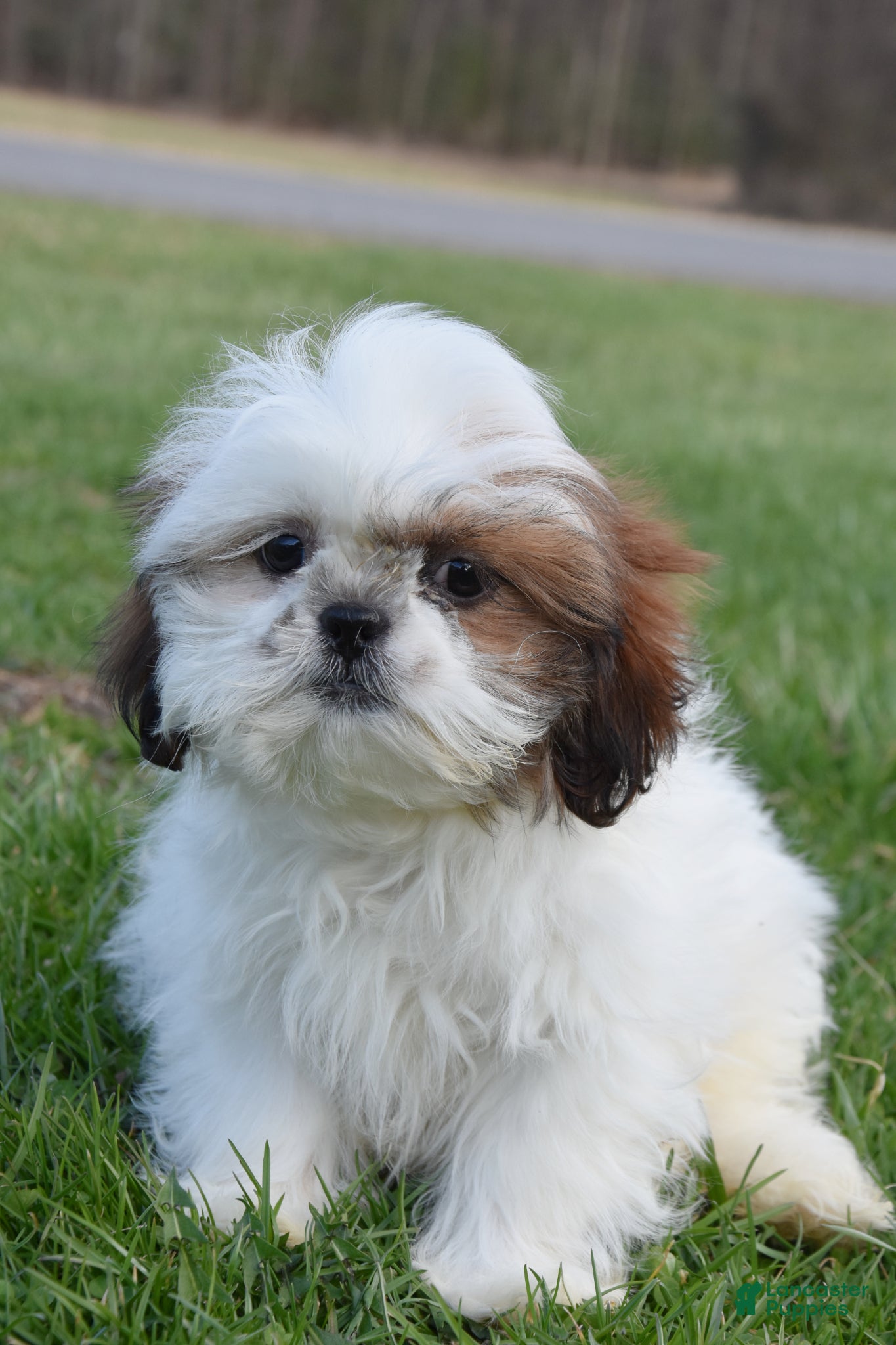 Shih Tzu dogs Milo - Ad 1