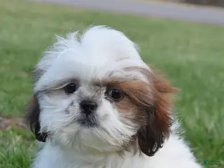 Shih Tzu dogs for sale: Milo - Ad 1