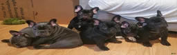 French Bulldog dogs for sale: Koda puppy number 6 - Ad 8