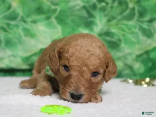 Goldendoodle dogs Crush - Ad 8