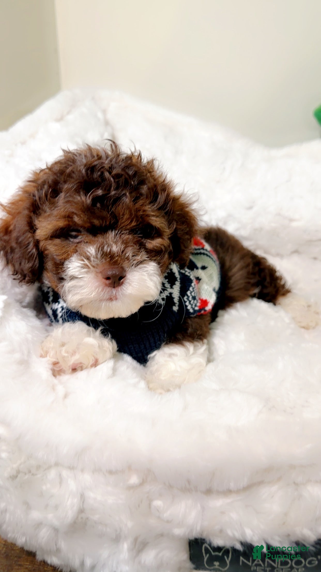 Shihpoo dogs Marley  - Ad 30