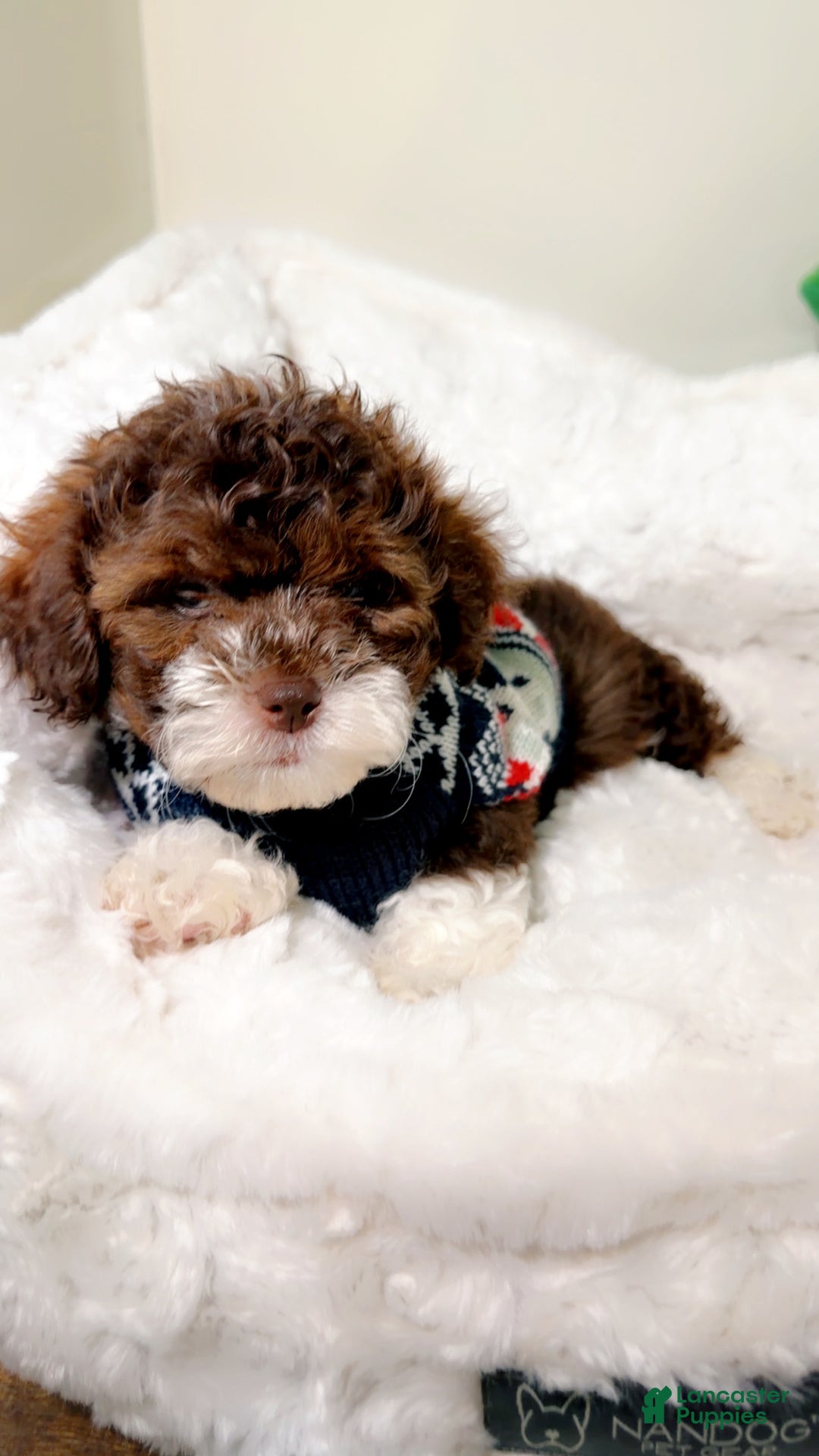 Shihpoo dogs for sale: Marley  - Ad 1