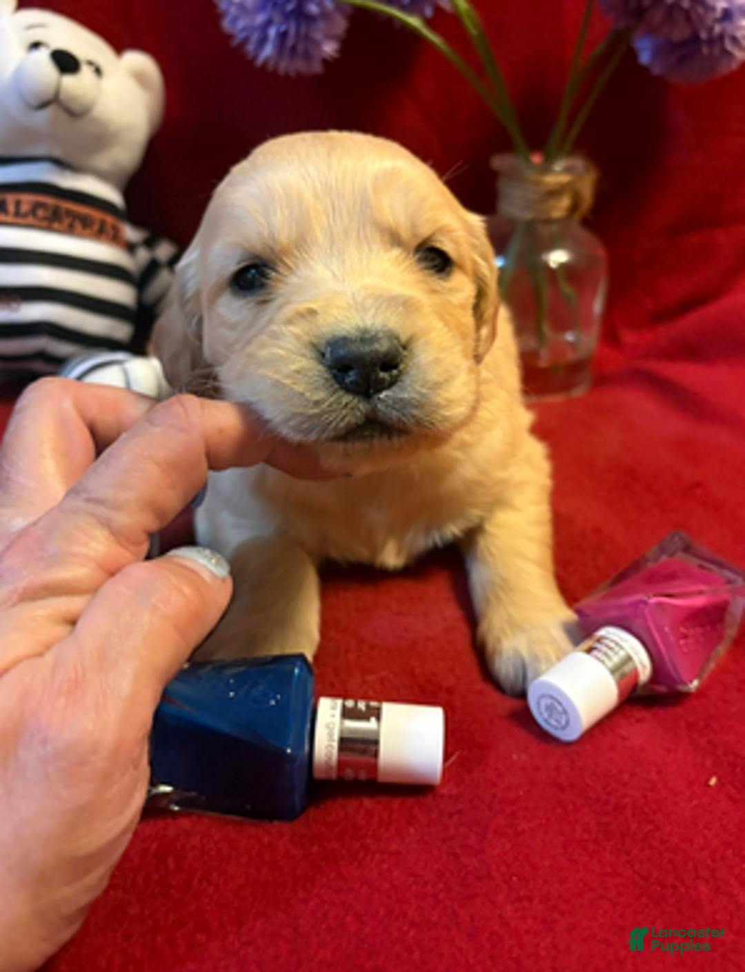 Golden Retriever dogs for sale: Request - Ad 1