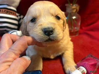 Golden Retriever dogs Request - Ad 27