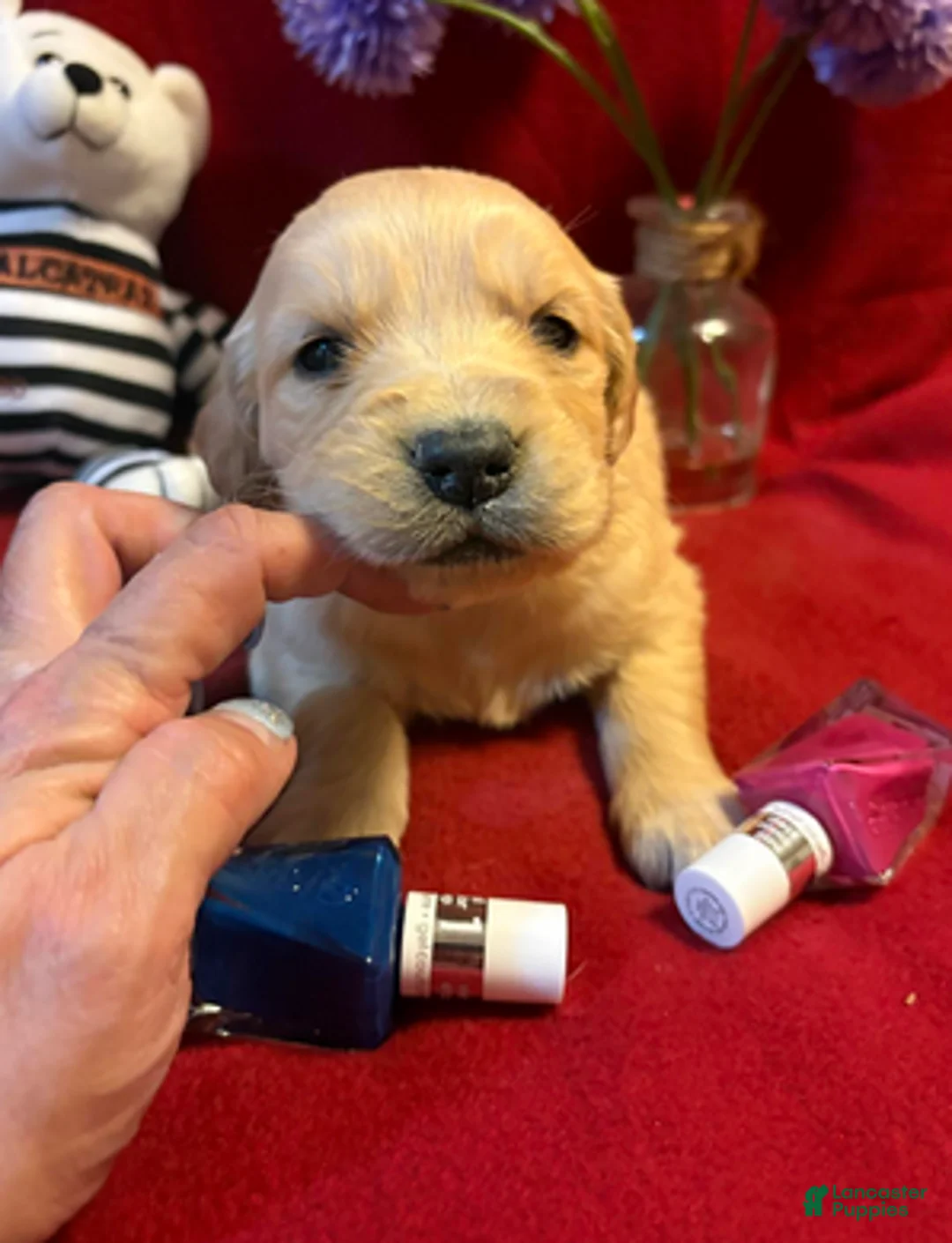 Golden Retriever dogs for sale: Request - Ad 1