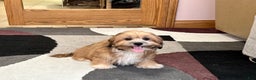 Lhasa Apso dogs for sale: Janie - Ad 4