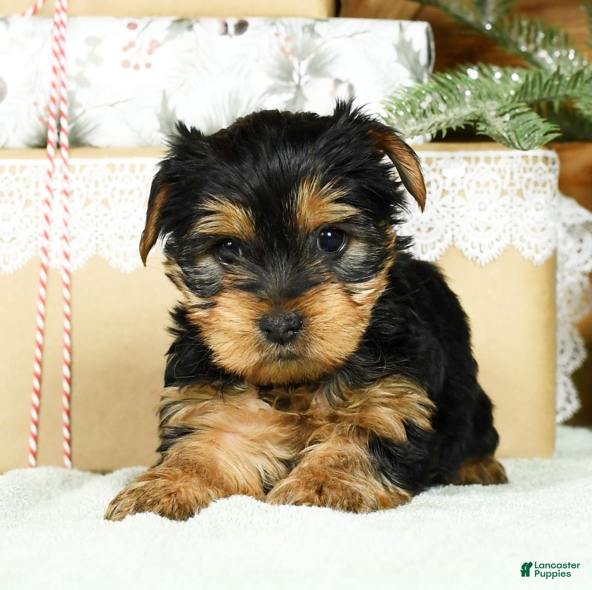 Yorkshire Terrier dogs Britt - Ad 28