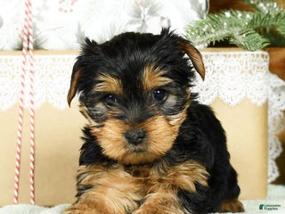 Yorkshire Terrier dogs - Ad 22