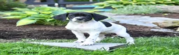 German Shorthaired Pointer dogs for sale: Pearl - Ad 1