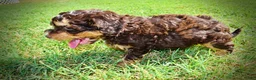 Havapoo dogs for sale: Jazz-LABOR DAY SALE-TAKE $100 OFF!!! - Ad 18