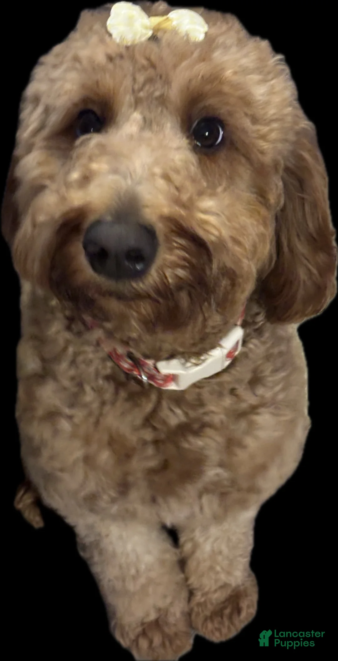 Goldendoodle dogs for sale: Skye - Ad 4