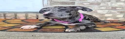 American Bully dogs for sale: "LAUREN HILL" BLUE MERLE TRI - Ad 4