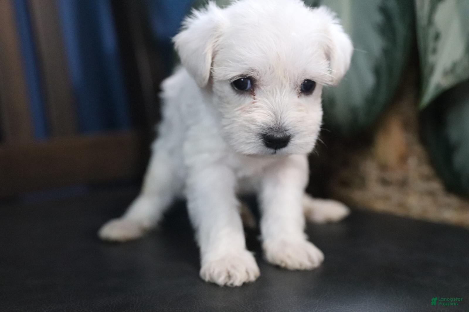 Miniature Schnauzer dogs Snowflake  - Ad 2