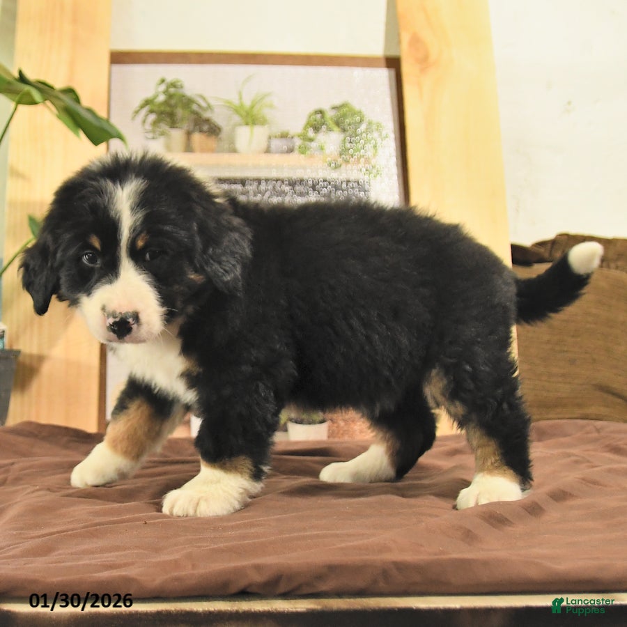 Bernedoodle dogs Randy - Ad 36