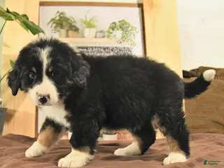 Bernedoodle dogs Randy - Ad 36