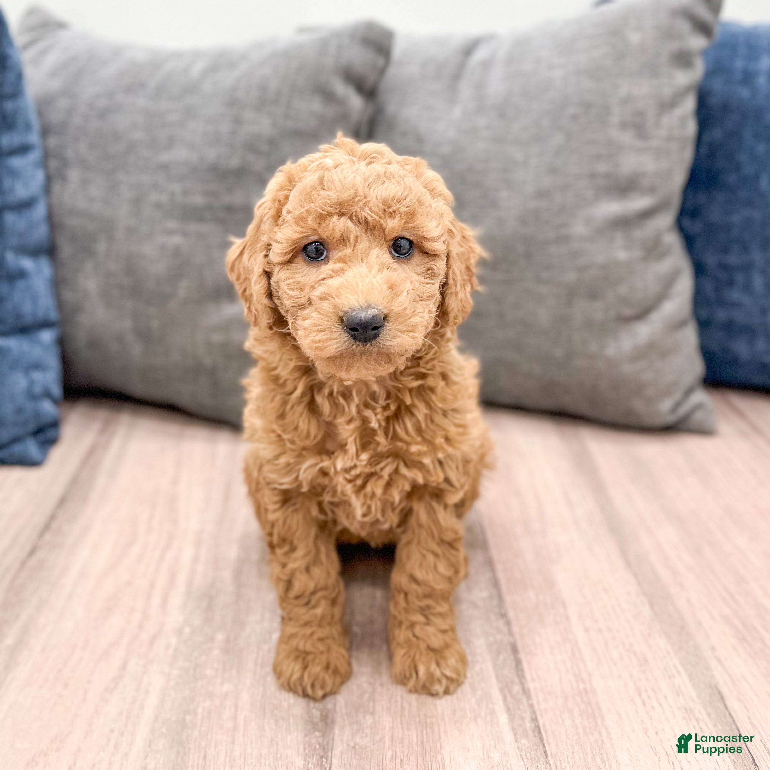 Goldendoodle dogs Betty - Ad 1