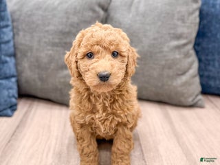 Goldendoodle dogs Betty - Ad 1