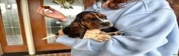 Basset Hound dogs for sale: Walter - Ad 5