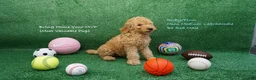 Miniature Labradoodle dogs for sale: RF B1 - Ad 2
