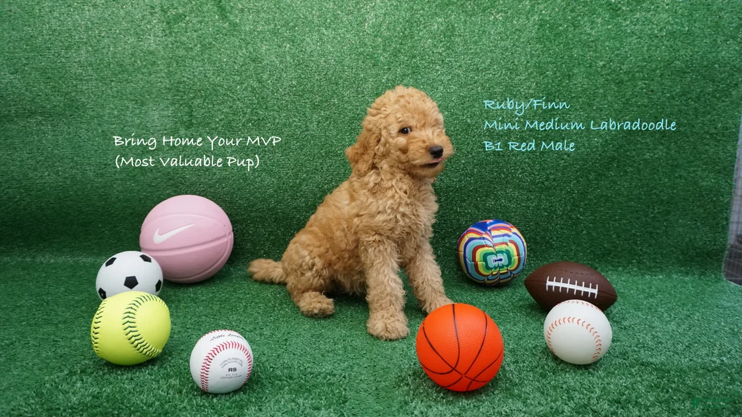 Miniature Labradoodle dogs for sale: RF B1 - Ad 2