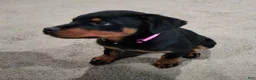 Rottweiler dogs for sale: Dragon - Ad 1