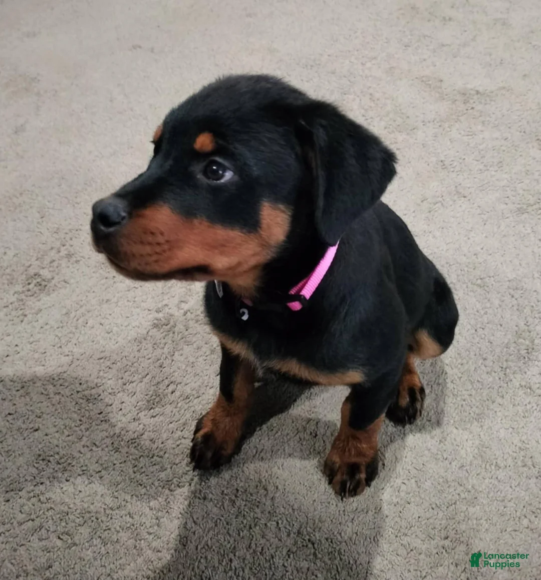 Rottweiler dogs for sale: Dragon - Ad 1