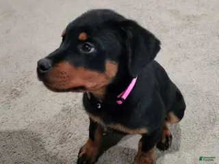 Rottweiler dogs Dragon - Ad 2