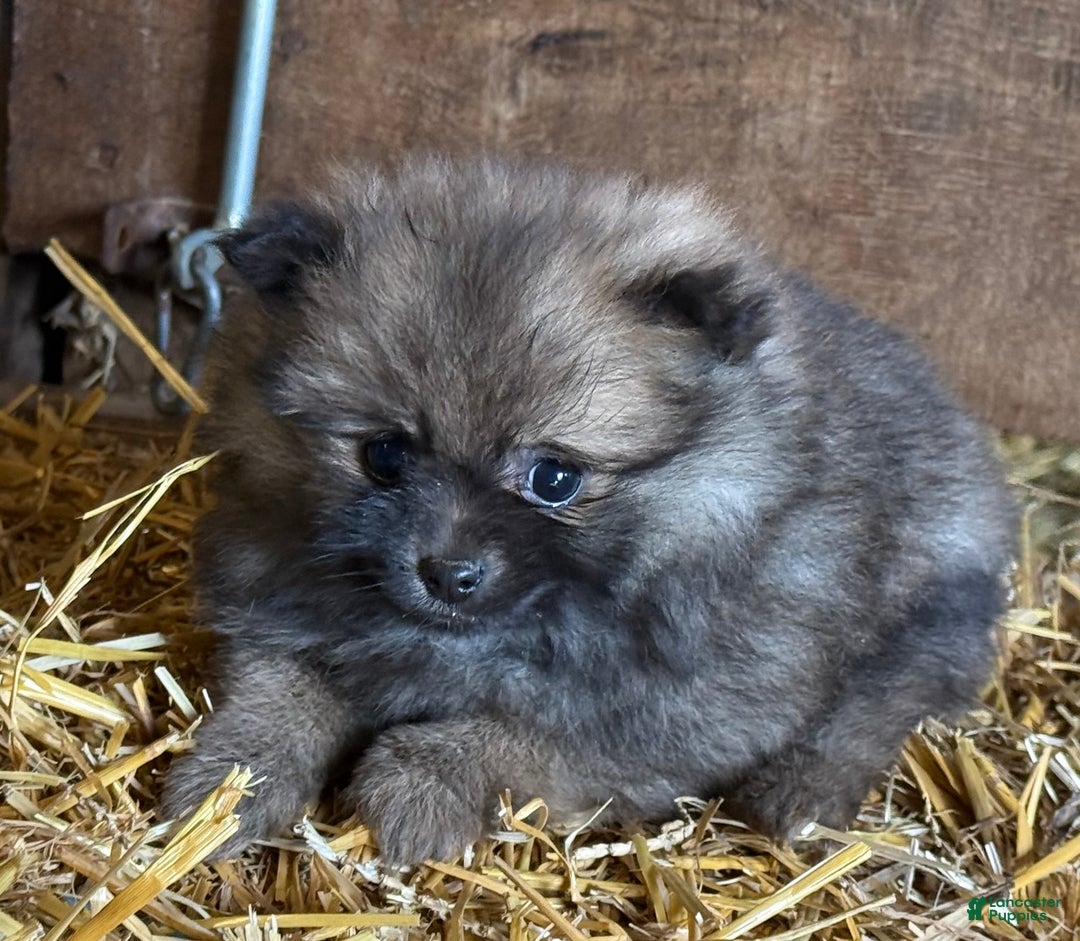 Pomeranian dogs for sale: Emma - Ad 2