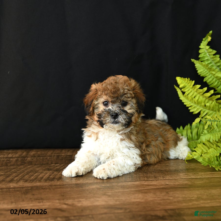 Mixed Breed dogs Oliver - Ad 2