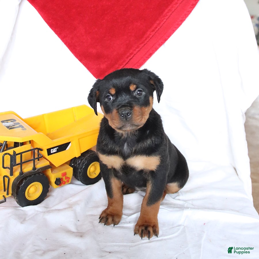 Rottweiler dogs Admiral - Ad 1