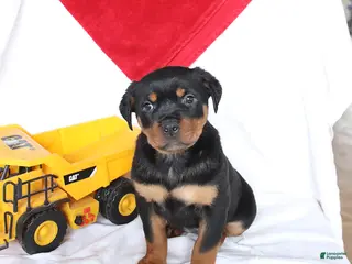 Rottweiler dogs for sale: Admiral - Ad 4
