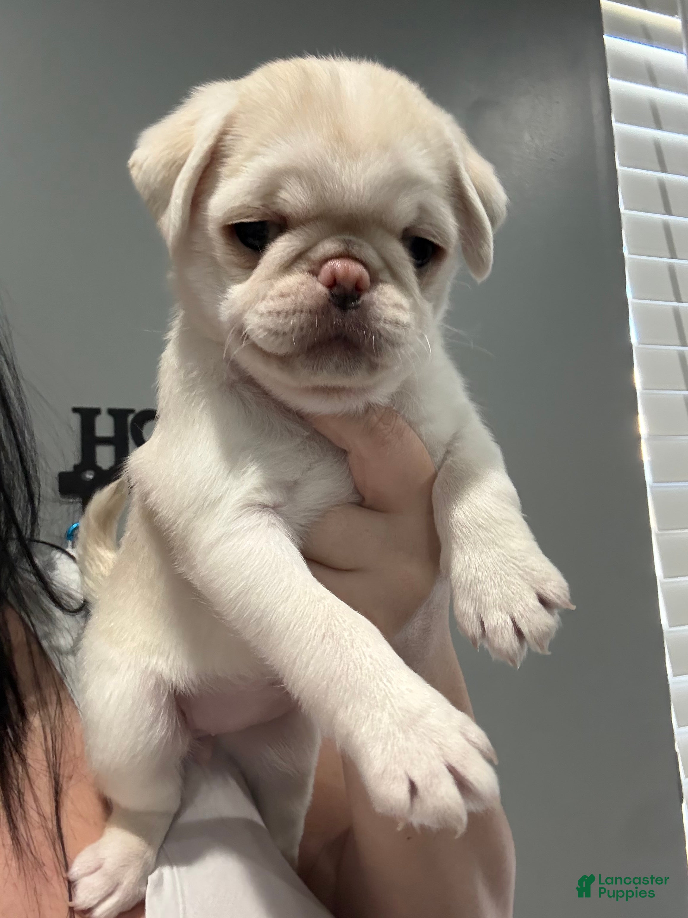 Pug dogs Pugsywugsy - Ad 27